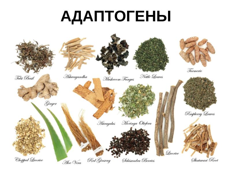 Адаптогены